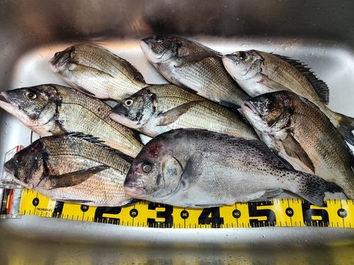 コショウダイの釣果