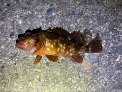 カサゴの釣果