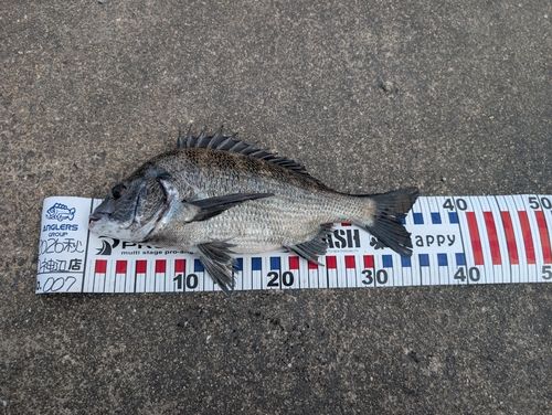 チヌの釣果