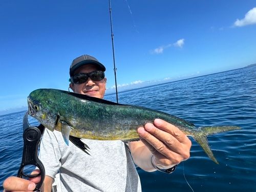 シイラの釣果
