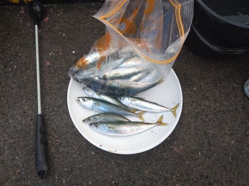 サバの釣果