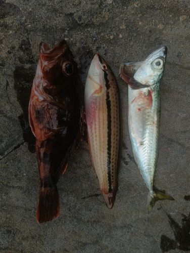 サバの釣果