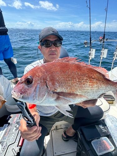 マダイの釣果