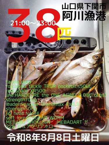 アジの釣果