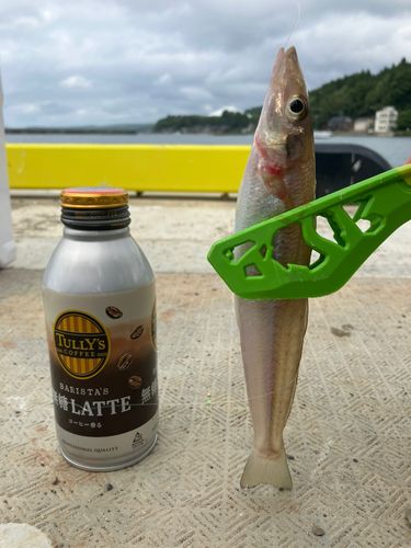 キスの釣果
