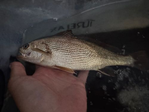 イシモチの釣果