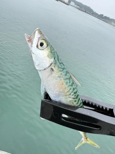サバの釣果