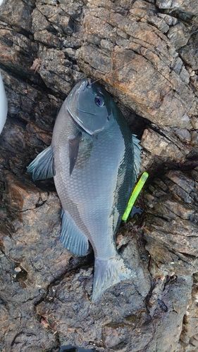 グレの釣果