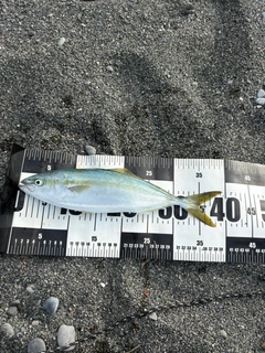 イナダの釣果