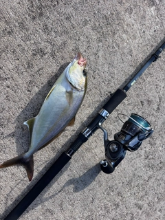 ショゴの釣果