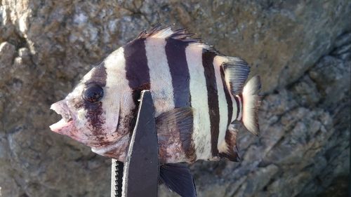 イシダイの釣果