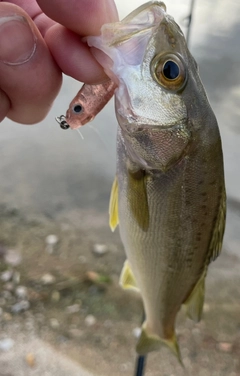 セイゴ（タイリクスズキ）の釣果