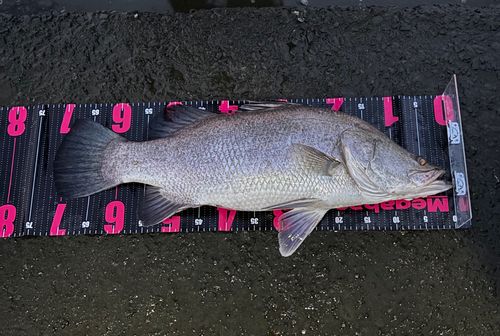アカメの釣果
