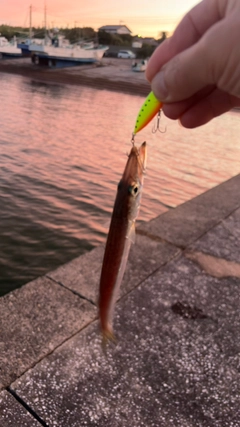カマスの釣果