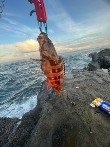 アカハタの釣果