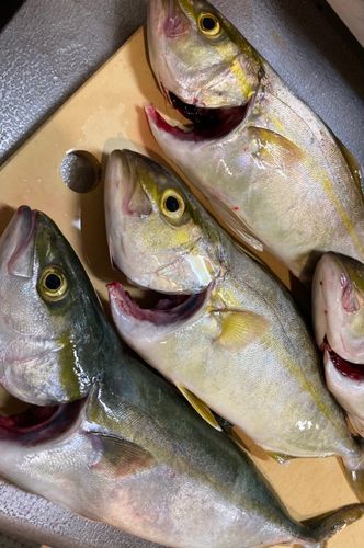 ネリゴの釣果