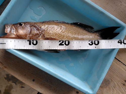 オオモンハタの釣果