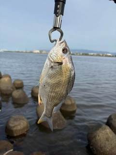 キビレの釣果