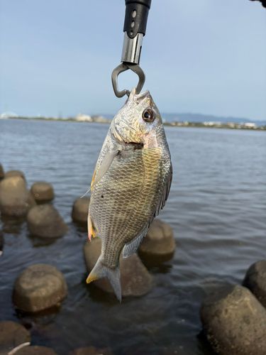 キビレの釣果