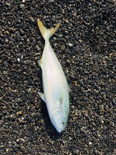 イナダの釣果