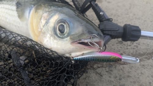 ボラの釣果