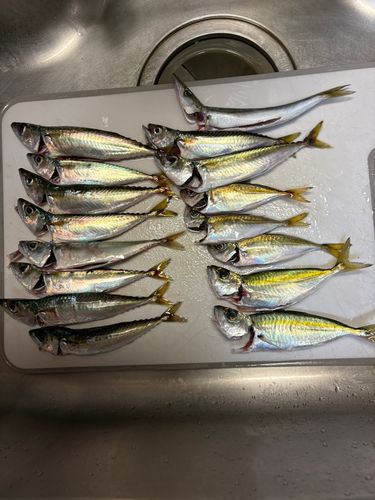 サバの釣果