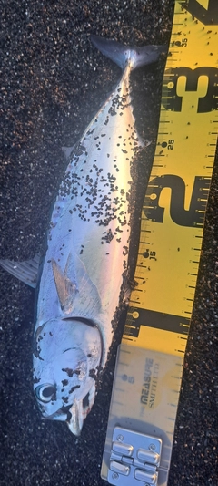ソウダガツオの釣果