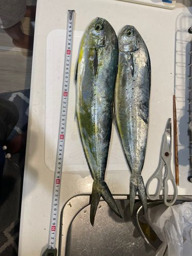 シイラの釣果