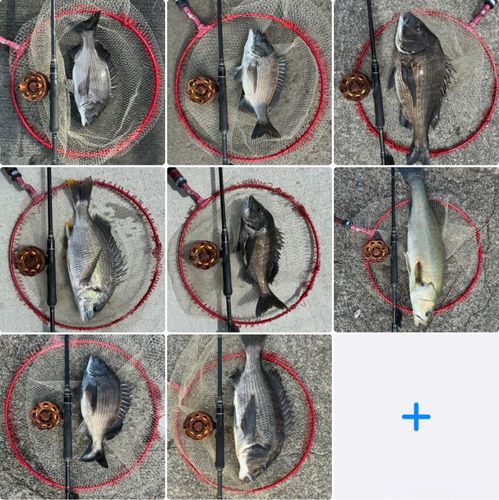 チヌの釣果
