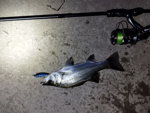 セイゴ（ヒラスズキ）の釣果