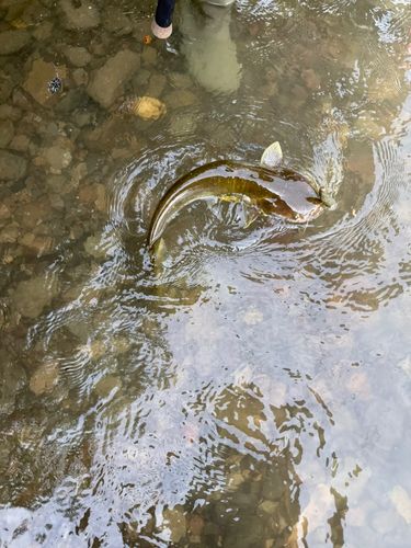ナマズの釣果