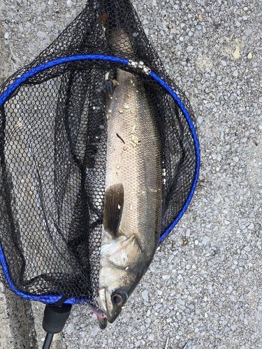 スズキの釣果
