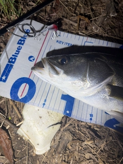 スズキの釣果