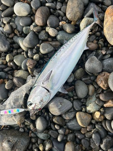 ソウダガツオの釣果