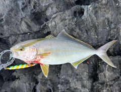 ネリゴの釣果
