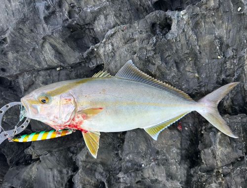 ネリゴの釣果