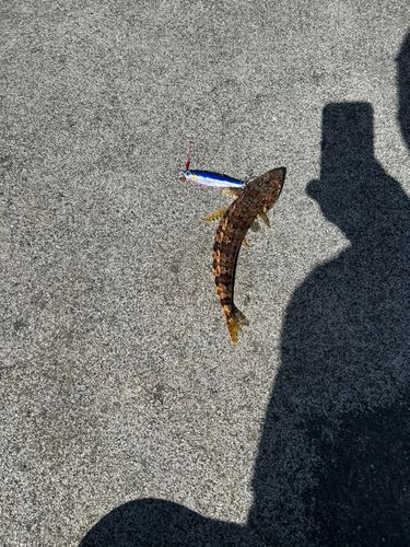エソの釣果
