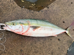 ワラサの釣果