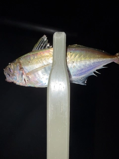 マアジの釣果