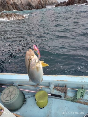 カンパチの釣果