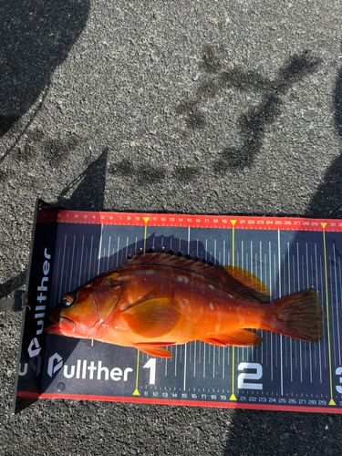 アカハタの釣果