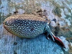 シリヤケイカの釣果