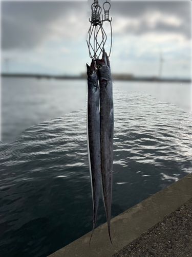 タチウオの釣果