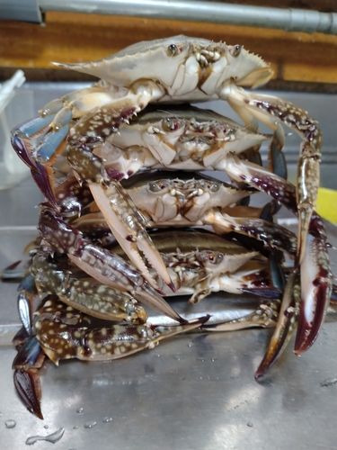 ワタリガニの釣果