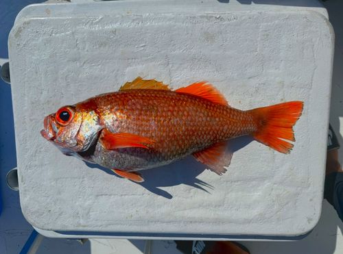 アカムツの釣果