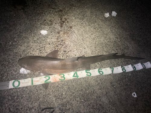 サメの釣果