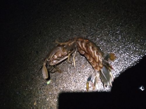 シャコの釣果