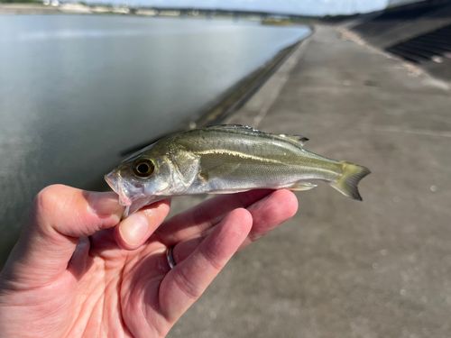 セイゴ（マルスズキ）の釣果