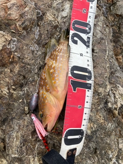 アコウの釣果