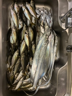 タチウオの釣果